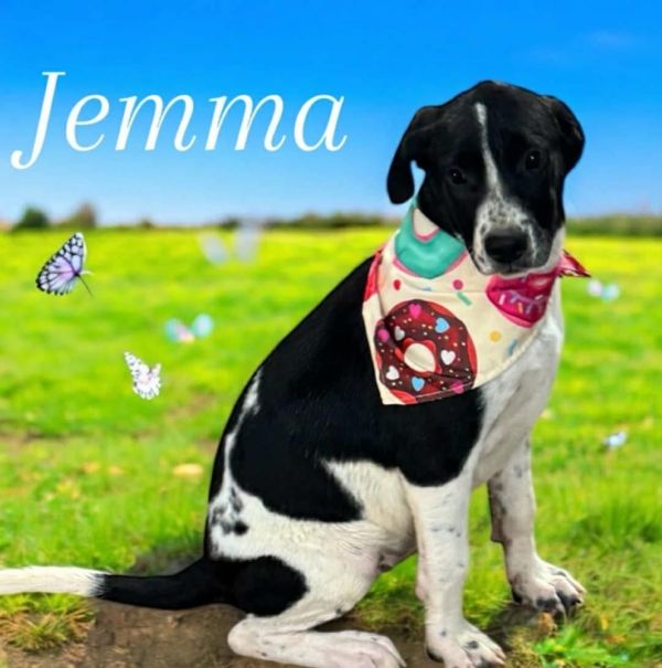 Jemma - stray J litter of 9