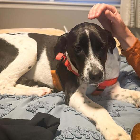 Jemma - stray J litter of 9