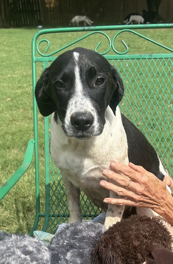 Jemma - stray J litter of 9