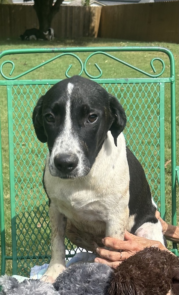 Jemma - stray J litter of 9