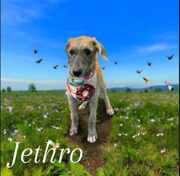 Jethro - stray J litter of 9