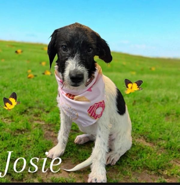 Josie - stray J litter of 9