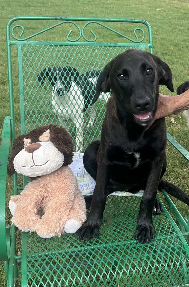 Jeri - stray J litter of 9