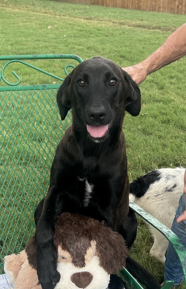 Jeri - stray J litter of 9