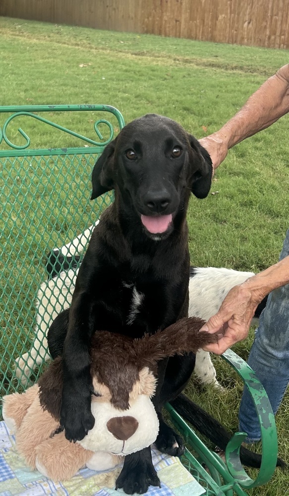 Jeri - stray J litter of 9