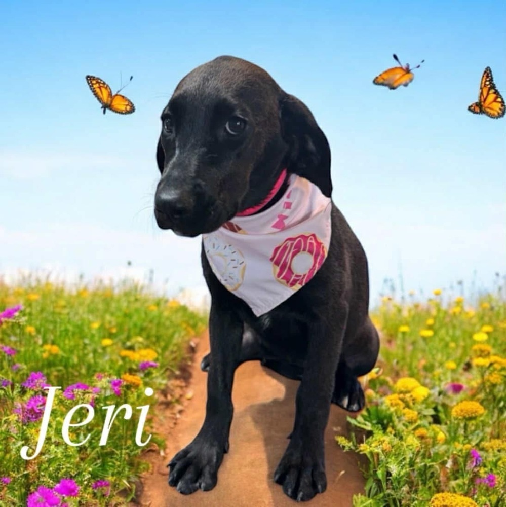 Jeri - stray J litter of 9