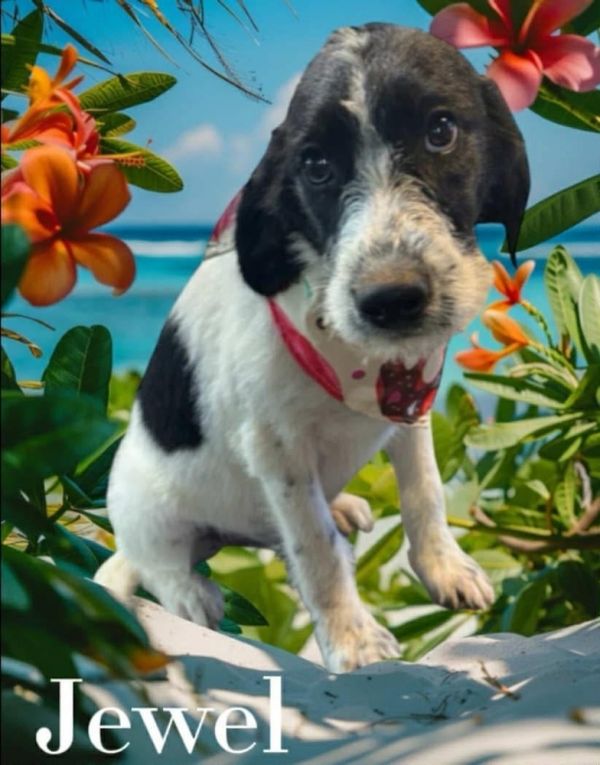 Jewel - stray J litter of 9