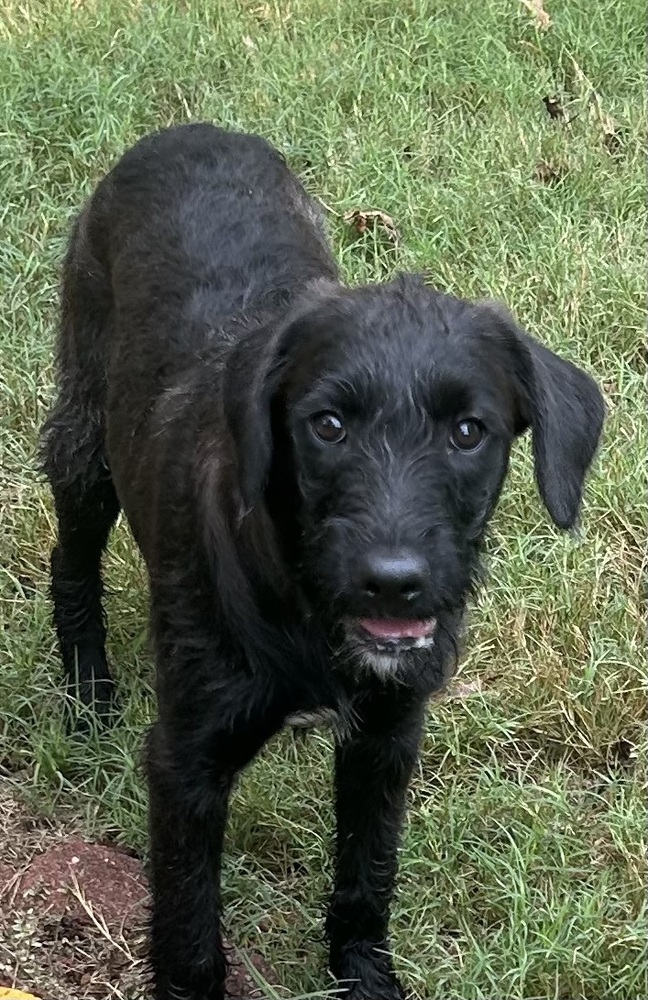 Jilli - stray J litter of 9