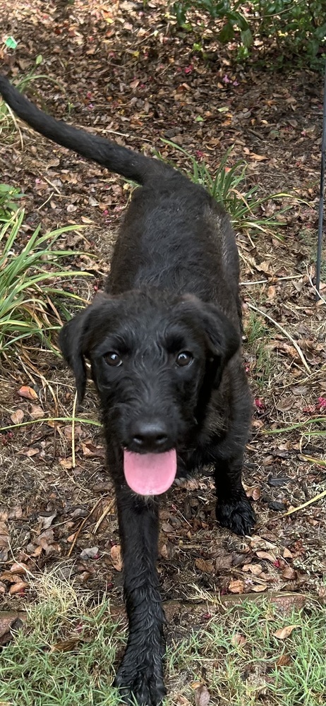 Jilli - stray J litter of 9