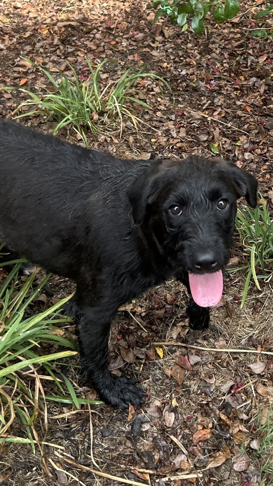 Jilli - stray J litter of 9