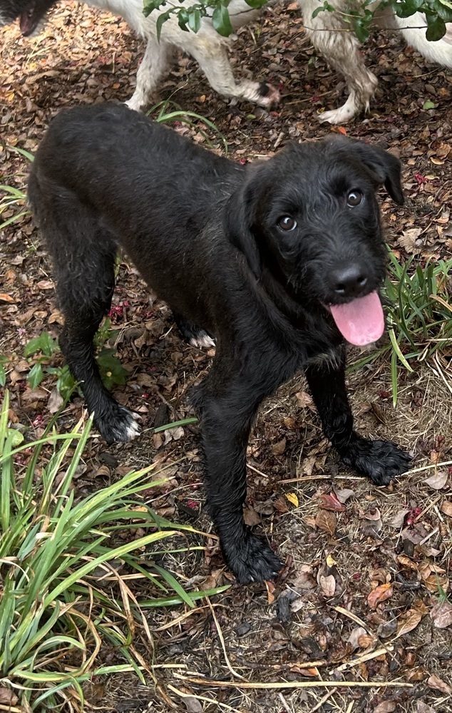 Jilli - stray J litter of 9