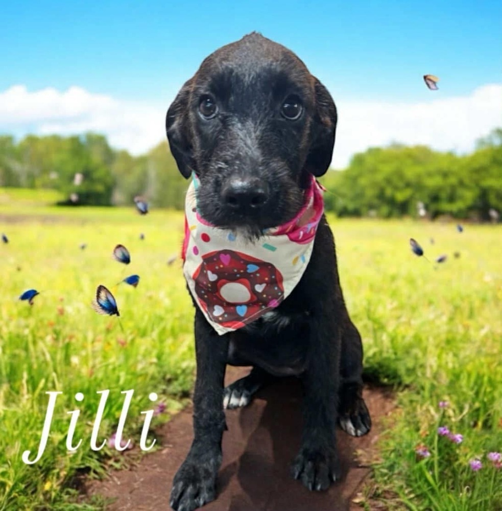 Jilli - stray J litter of 9