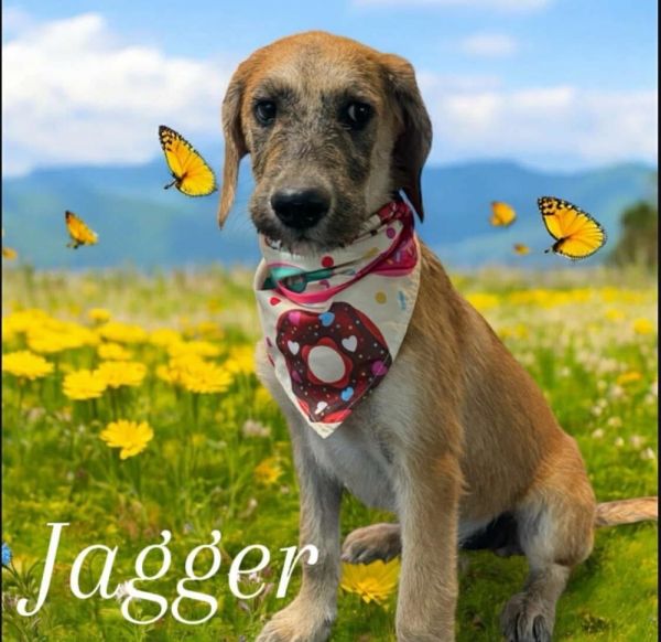 Jagger - stray J litter of 9