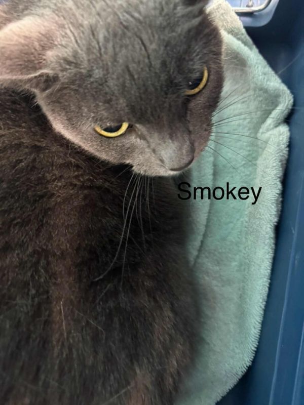 Smokey
