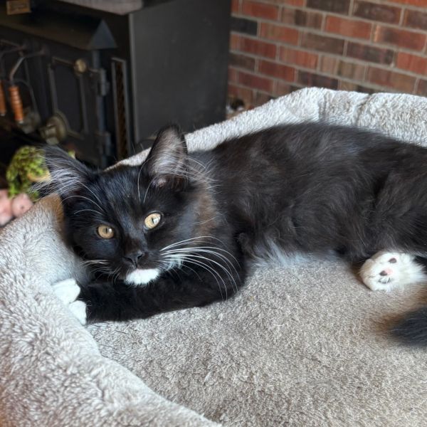 Milo