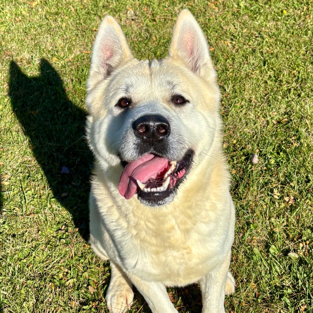 Milo, an adoptable Jindo, Akita in Hartford City, IN, 47348 | Photo Image 1