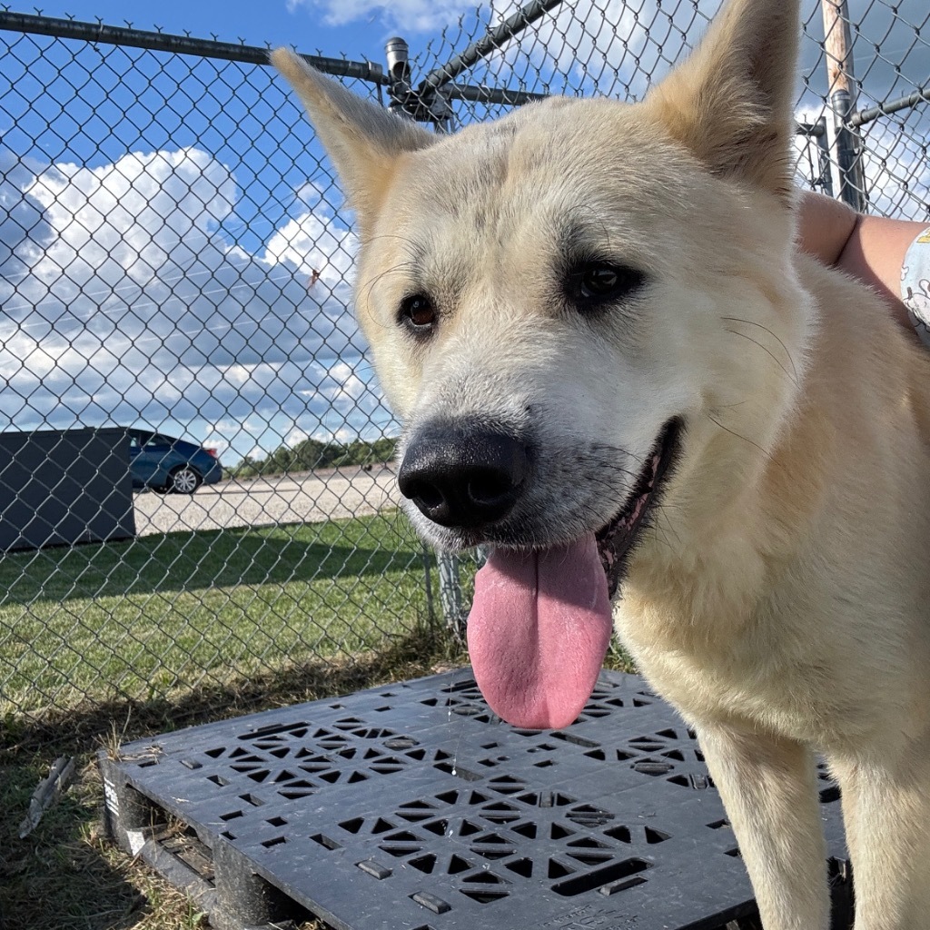 Milo, an adoptable Jindo, Akita in Hartford City, IN, 47348 | Photo Image 2