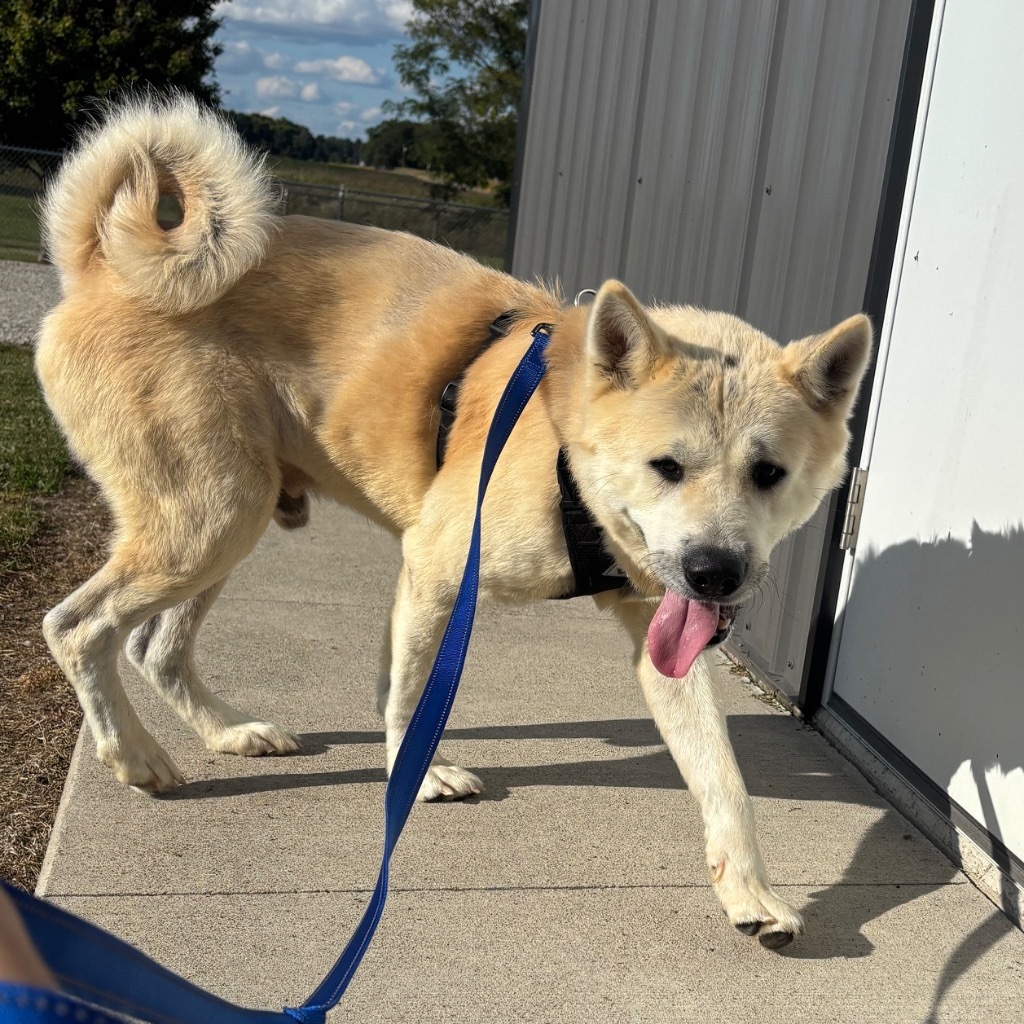 Milo, an adoptable Jindo, Akita in Hartford City, IN, 47348 | Photo Image 3