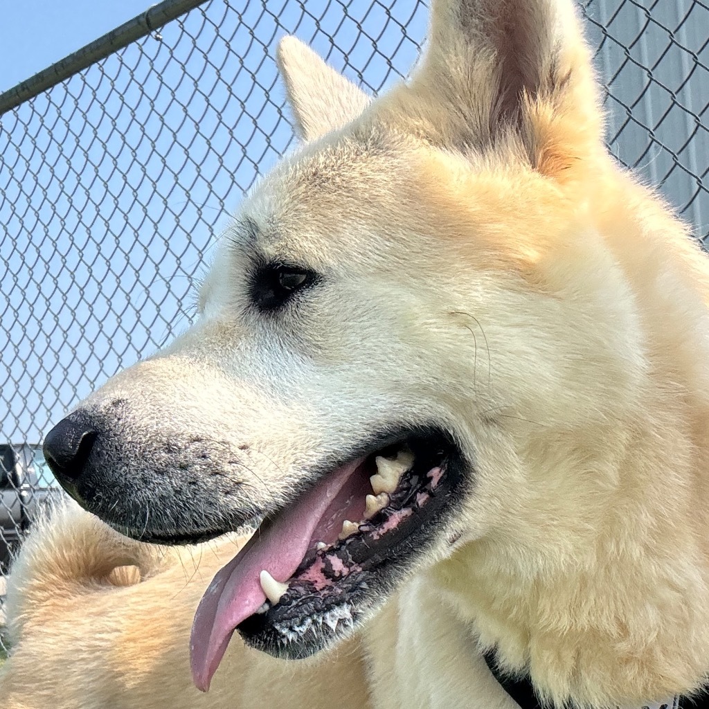 Milo, an adoptable Jindo, Akita in Hartford City, IN, 47348 | Photo Image 4