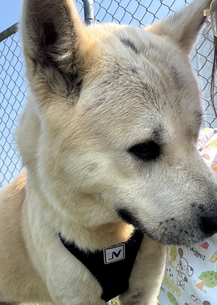 Milo, an adoptable Jindo, Akita in Hartford City, IN, 47348 | Photo Image 5