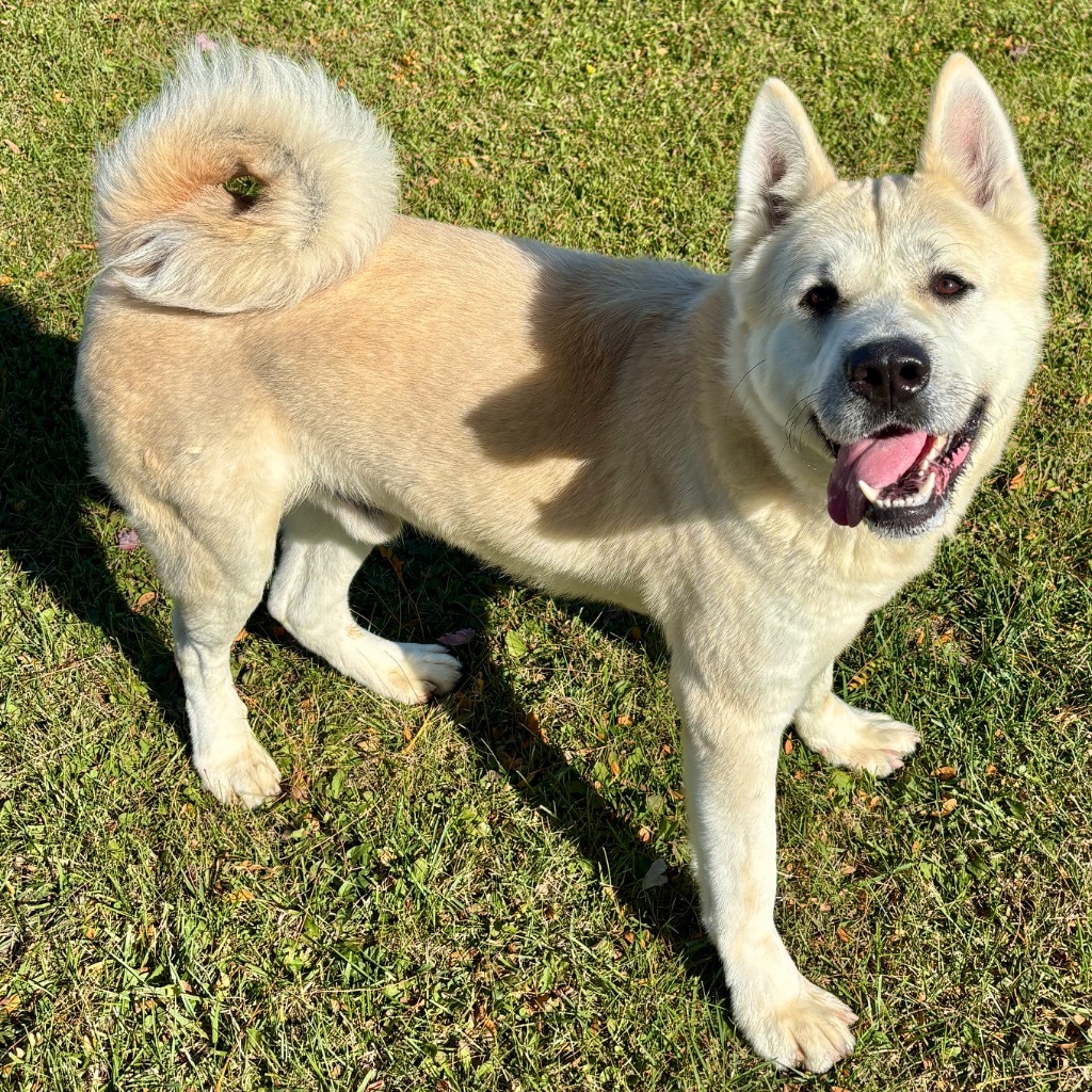Milo, an adoptable Jindo, Akita in Hartford City, IN, 47348 | Photo Image 6