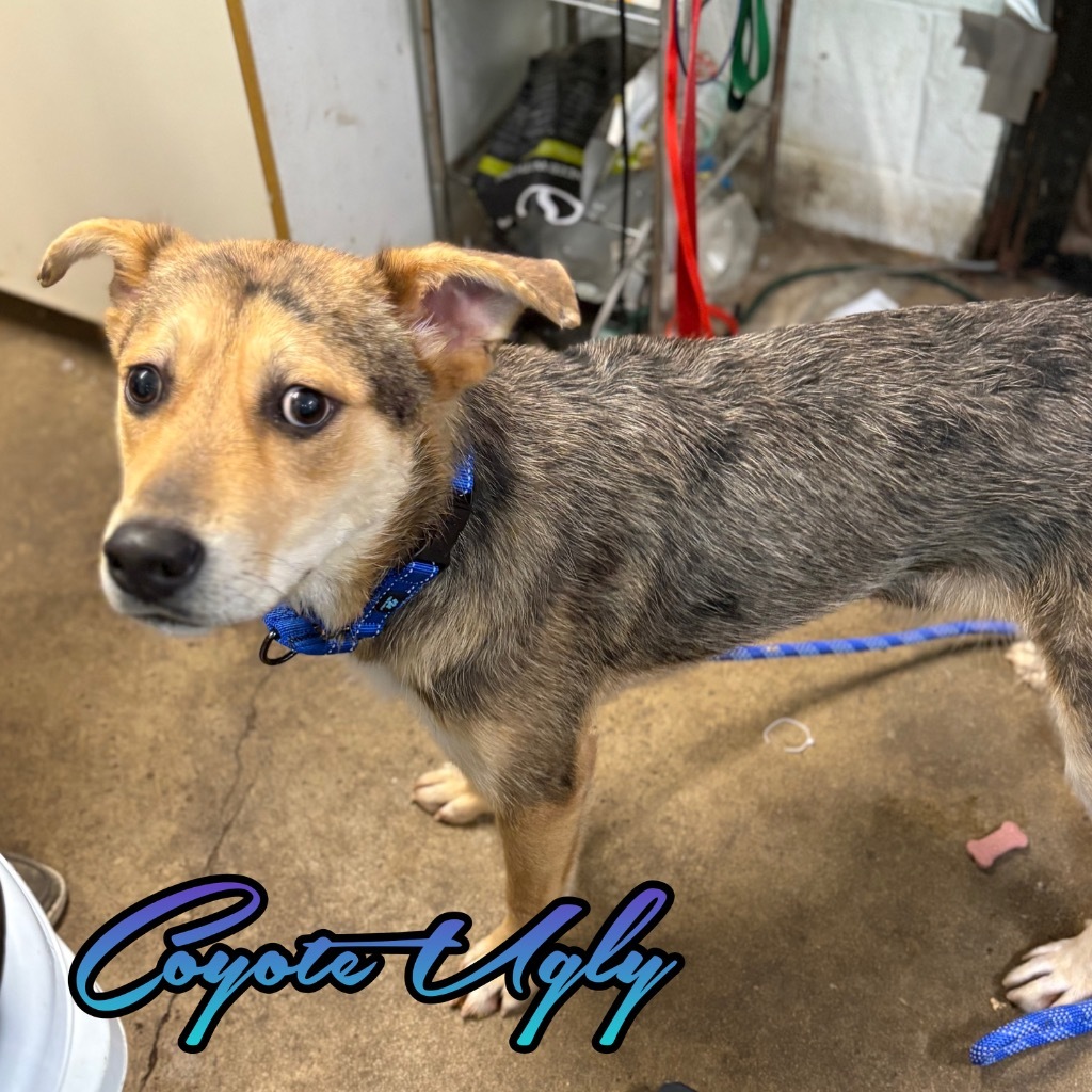 Coyote Ugly