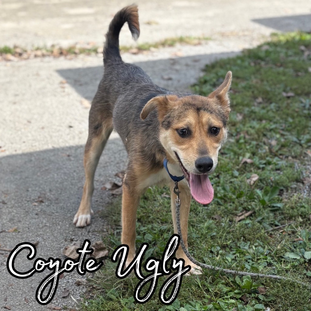 Coyote Ugly