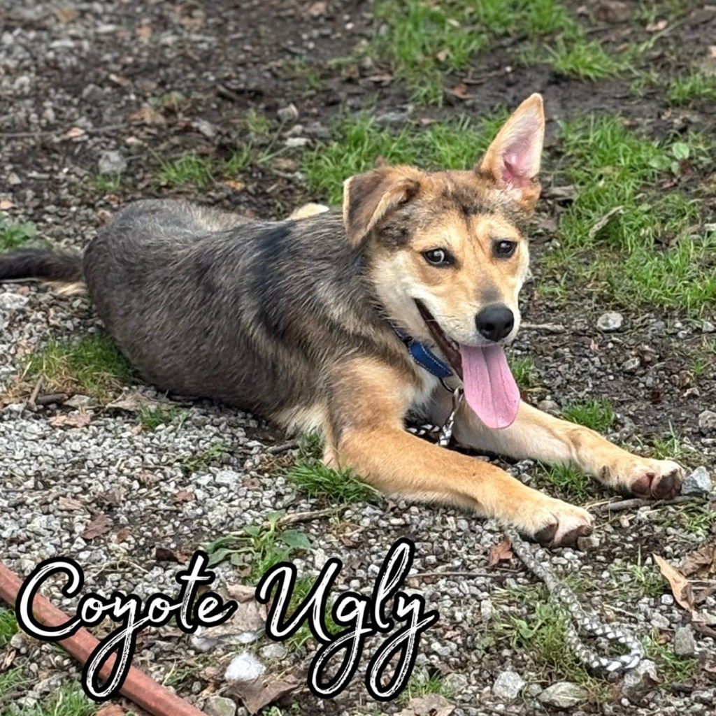 Coyote Ugly