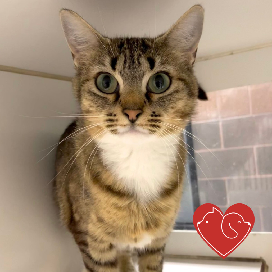 Marigold, an adoptable Domestic Short Hair in Cheyenne, WY, 82007 | Photo Image 1