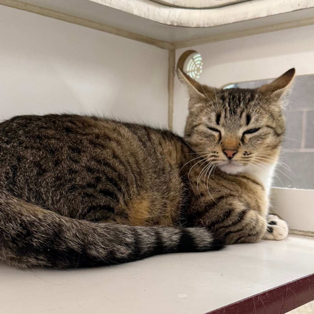 Marigold, an adoptable Domestic Short Hair in Cheyenne, WY, 82007 | Photo Image 3