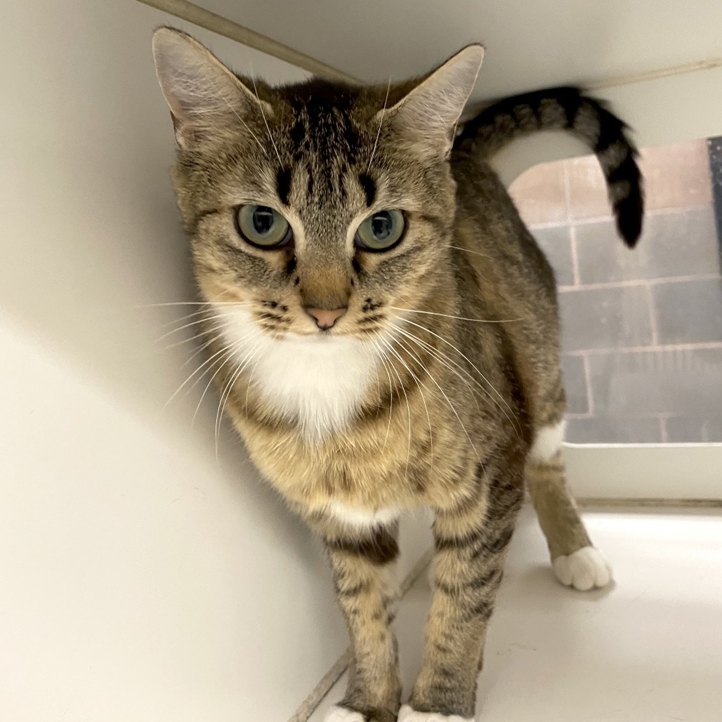 Marigold, an adoptable Domestic Short Hair in Cheyenne, WY, 82007 | Photo Image 5