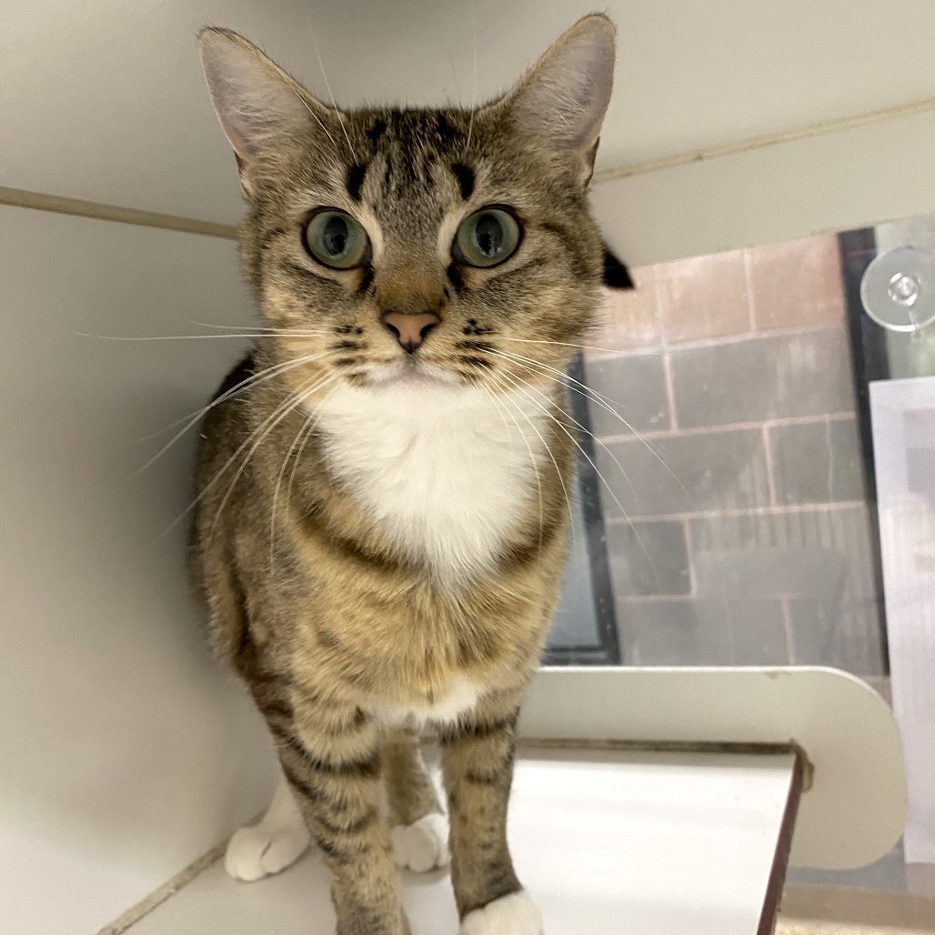 Marigold, an adoptable Domestic Short Hair in Cheyenne, WY, 82007 | Photo Image 6