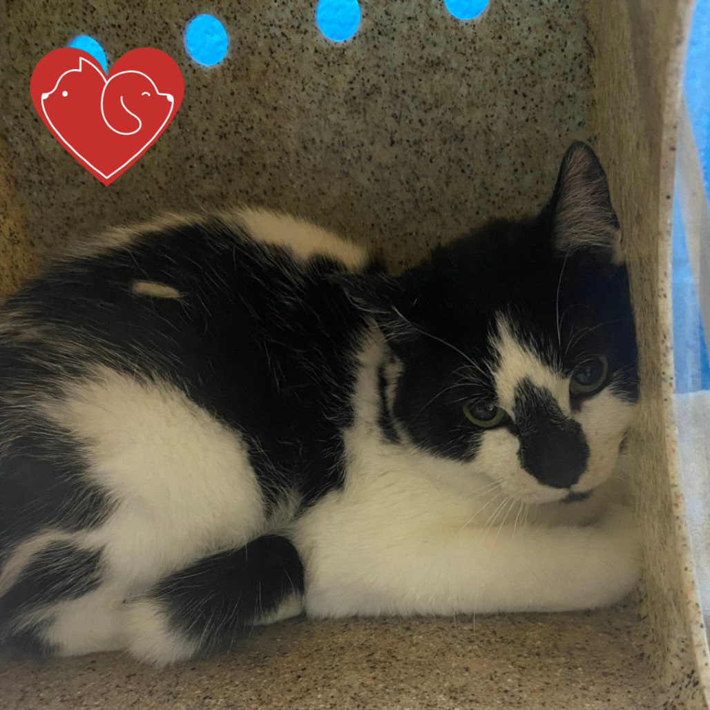 Spots, an adoptable Domestic Short Hair in Cheyenne, WY, 82007 | Photo Image 1
