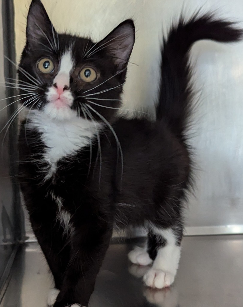 Sylvester