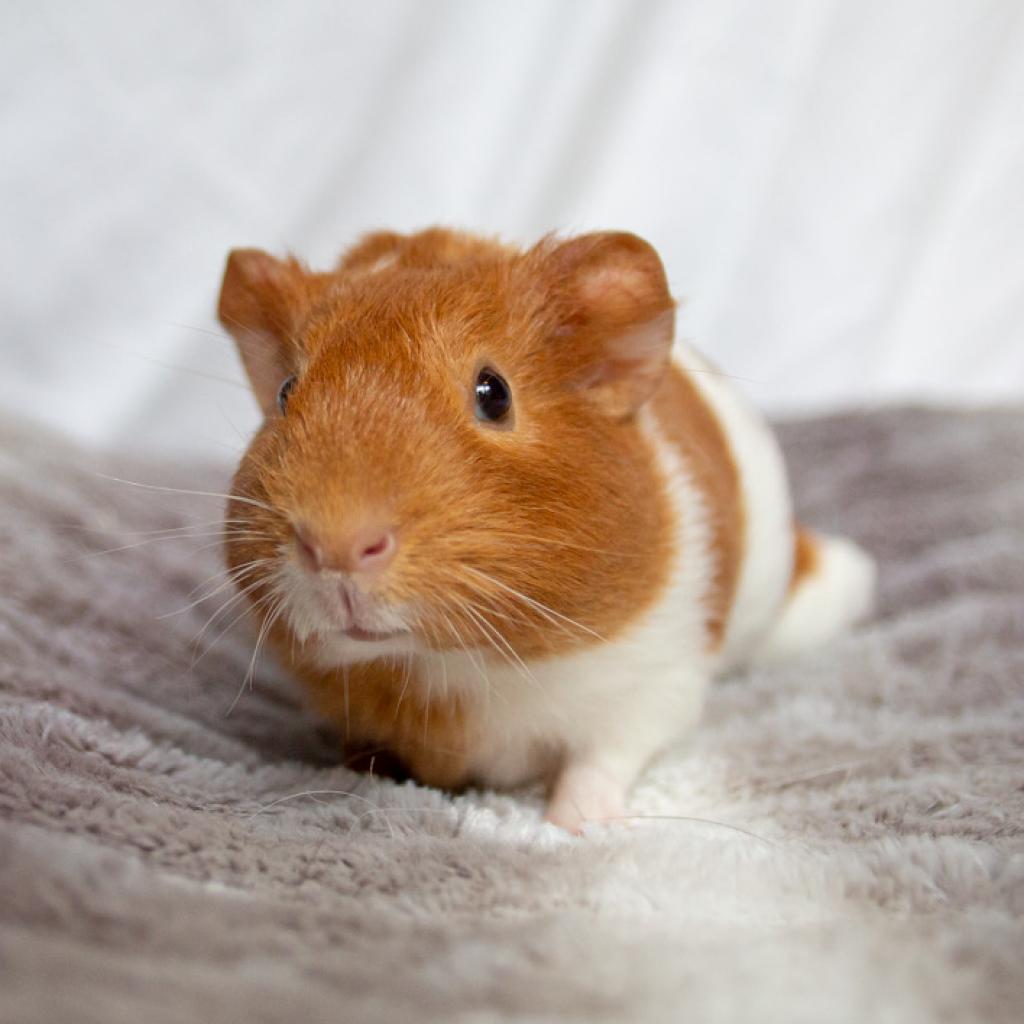 Pecan Sandy
