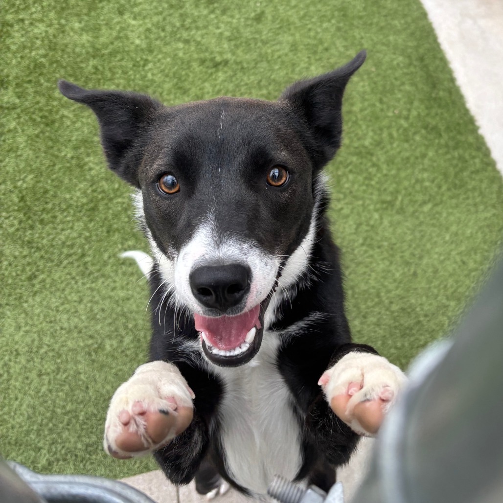 Lloyd, an adoptable Collie, Australian Kelpie in Cody, WY, 82414 | Photo Image 1