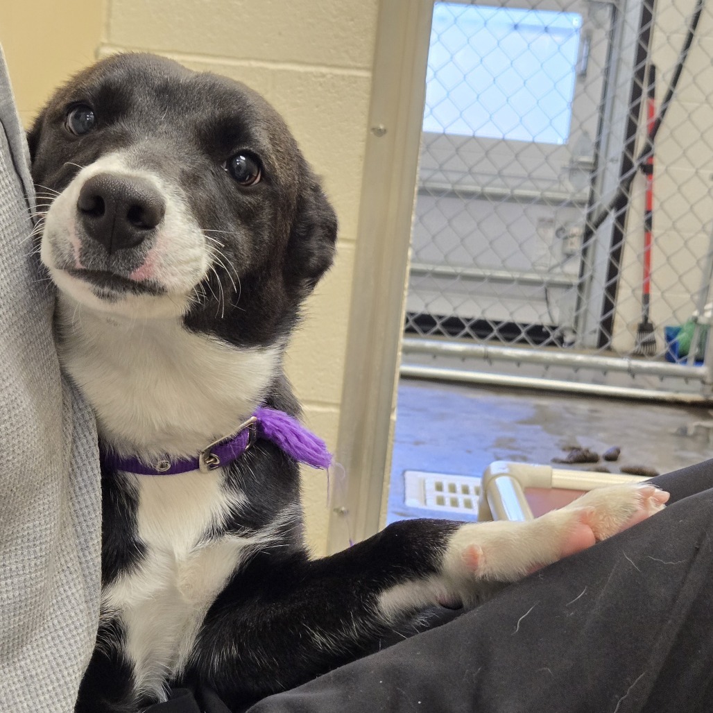 Lloyd, an adoptable Collie, Australian Kelpie in Cody, WY, 82414 | Photo Image 2