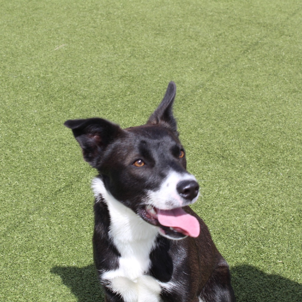 Lloyd, an adoptable Collie, Australian Kelpie in Cody, WY, 82414 | Photo Image 4
