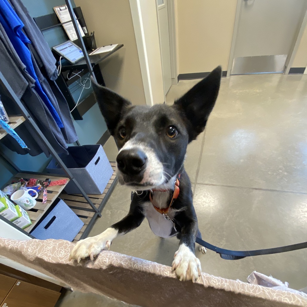 Lloyd, an adoptable Collie, Australian Kelpie in Cody, WY, 82414 | Photo Image 5