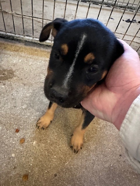 Zena
