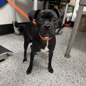 HACC-Stray-30731