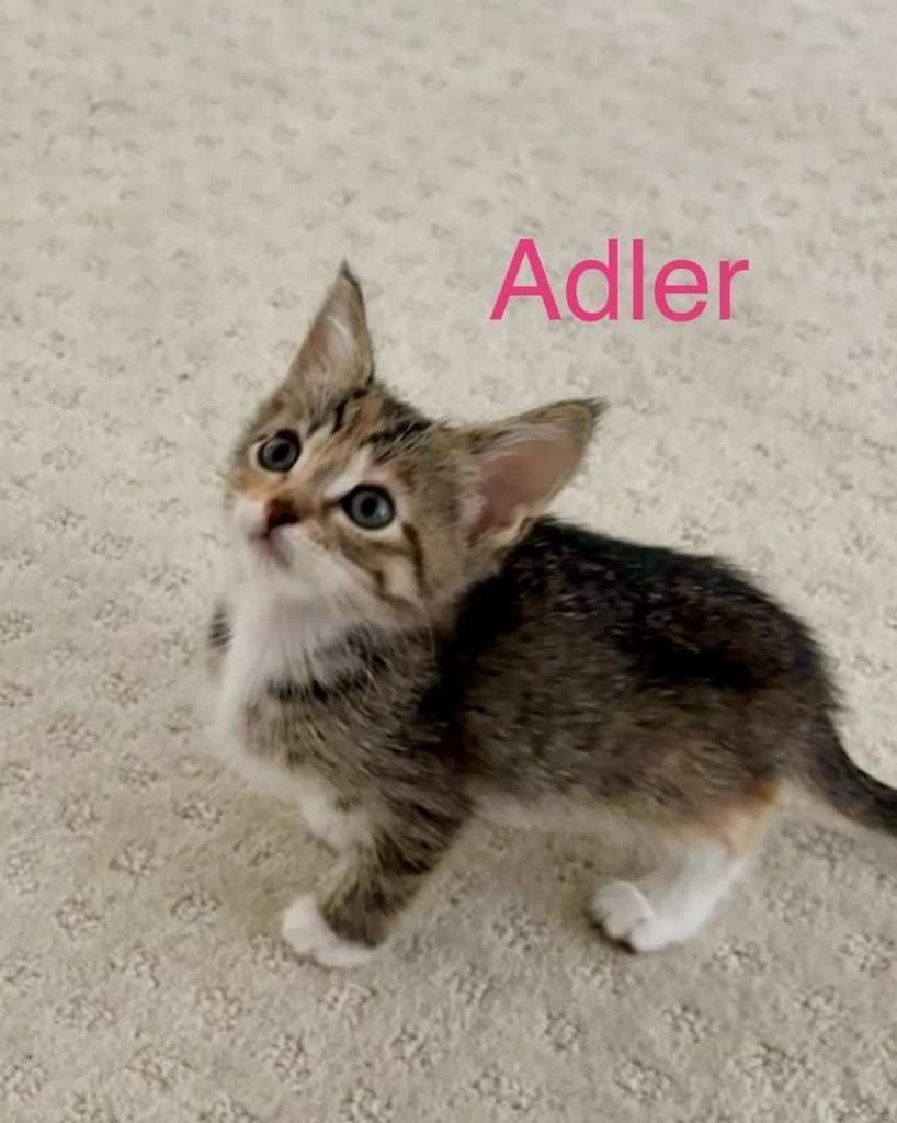 Adler