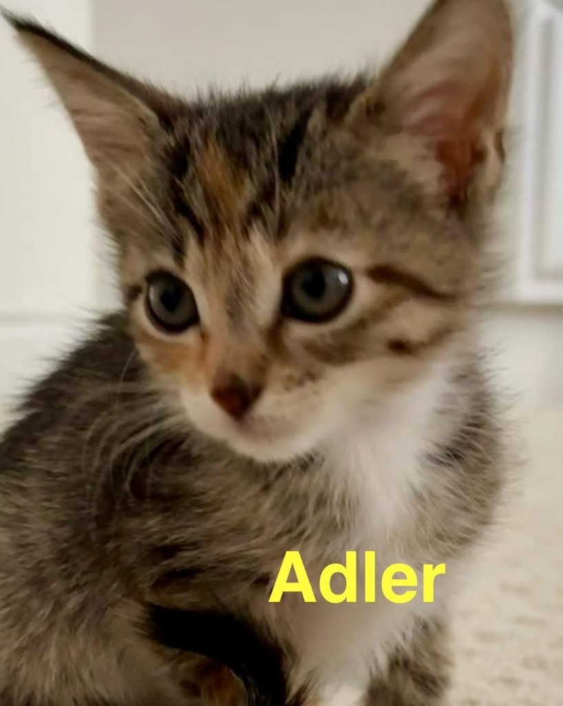 Adler
