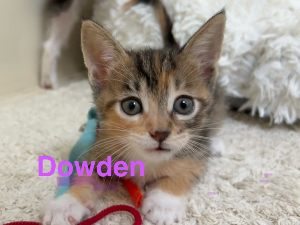 Dowden