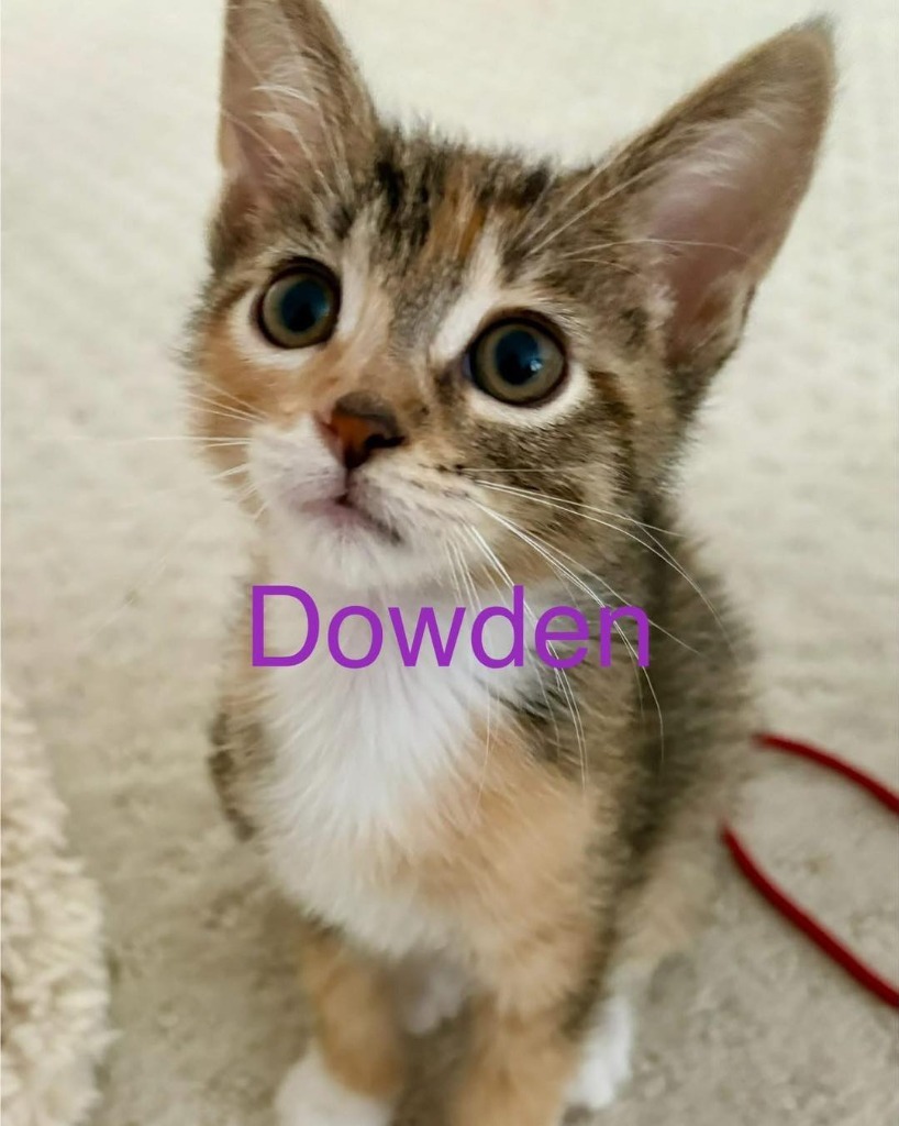 Dowden
