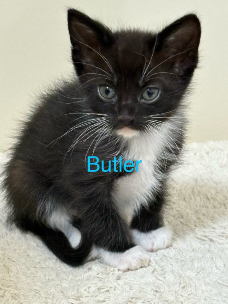 Butler