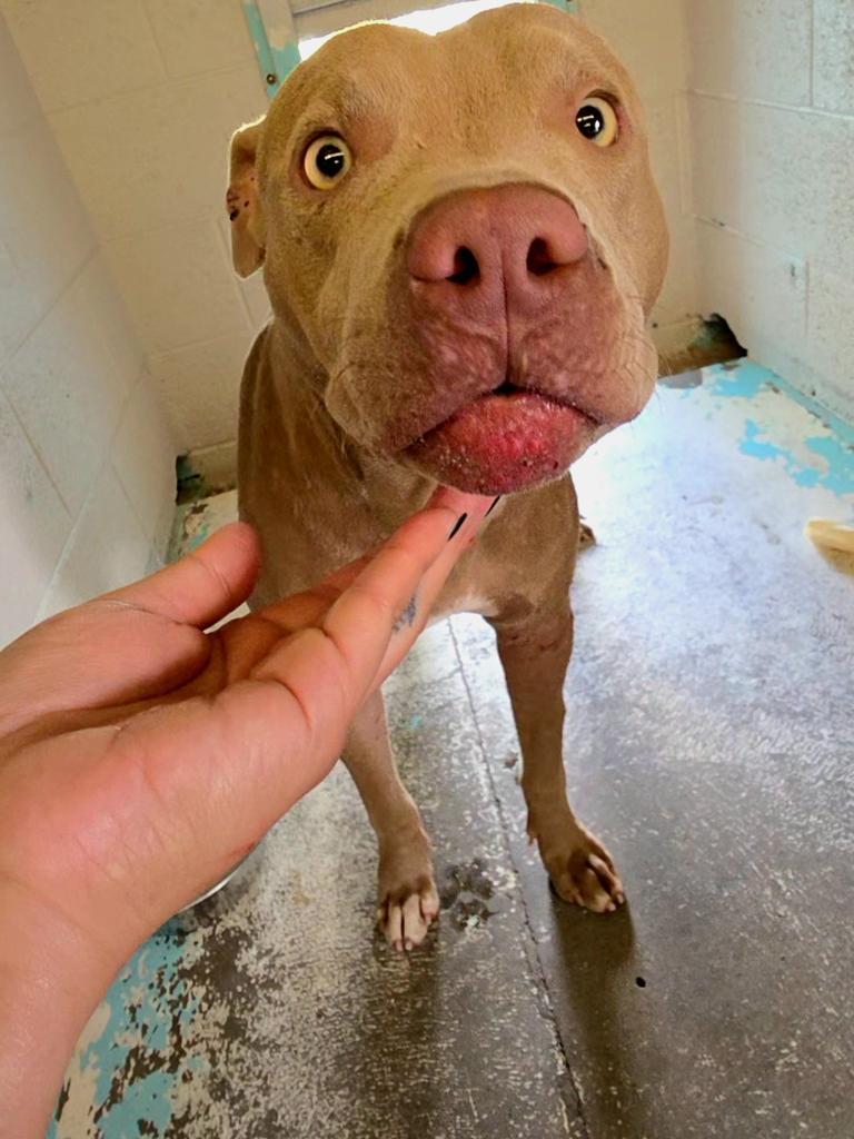 Caramel Apple, an adoptable Pit Bull Terrier in Holbrook, AZ, 86025 | Photo Image 1