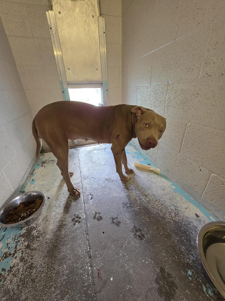 Caramel Apple, an adoptable Pit Bull Terrier in Holbrook, AZ, 86025 | Photo Image 2