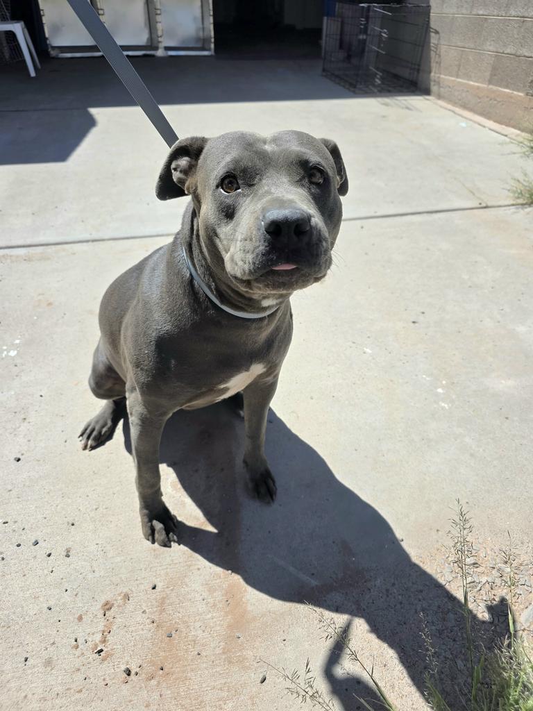 Wednesday, an adoptable Pit Bull Terrier in Holbrook, AZ, 86025 | Photo Image 1