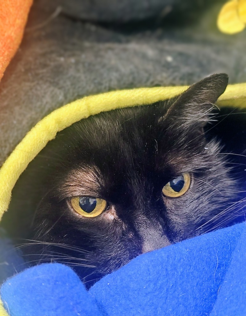 Oscar